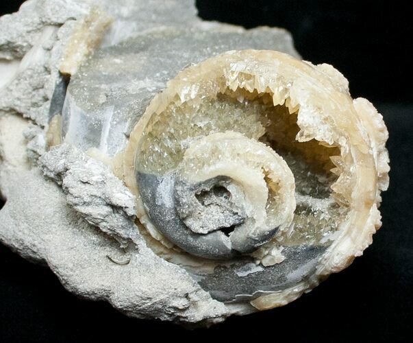 Fossil Whelk with Golden Calcite Crystals - #14711